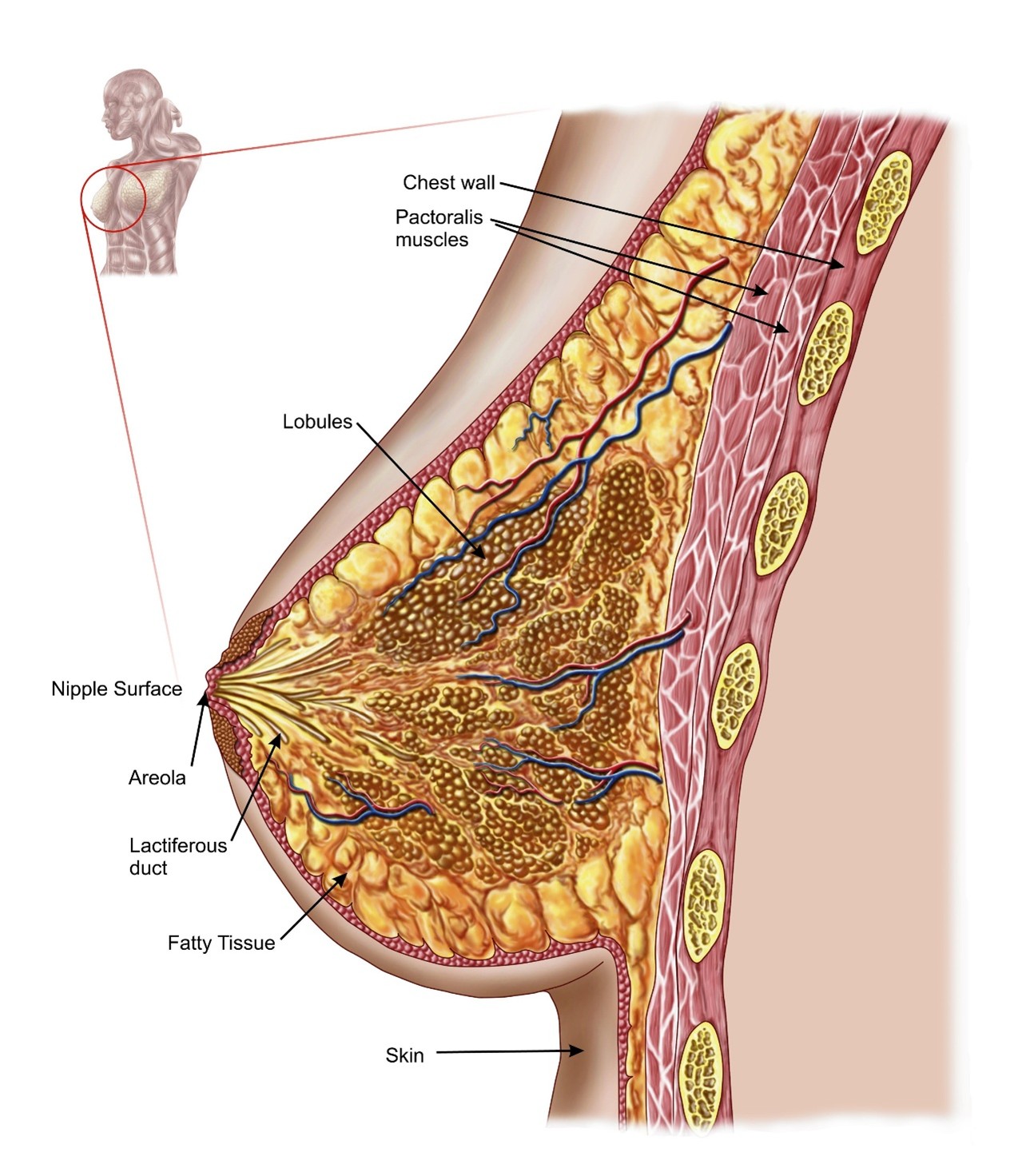乳腺解剖結構